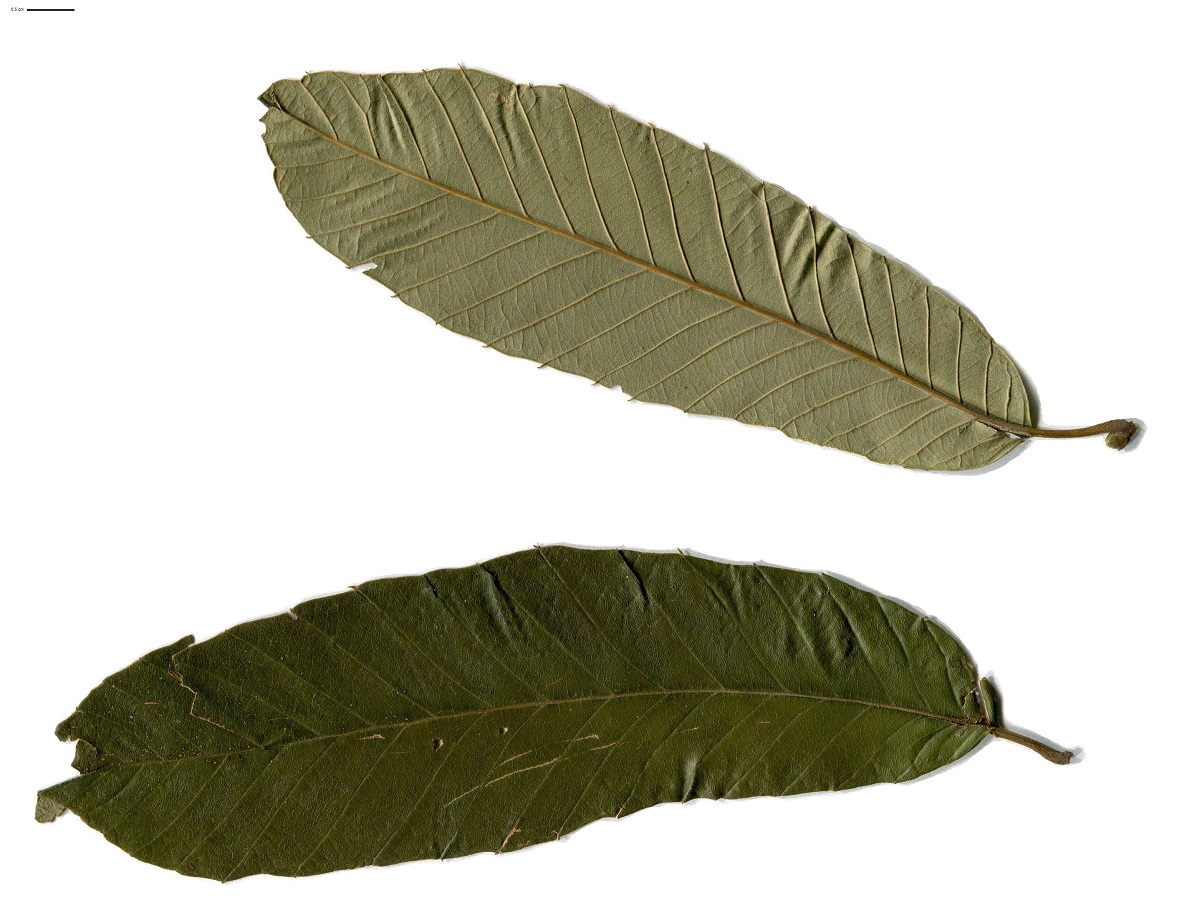 Castanea crenata (Fagaceae)